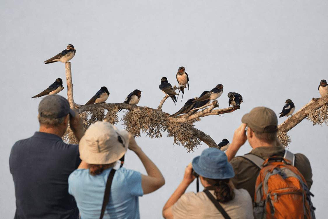Birdwatching Adventures