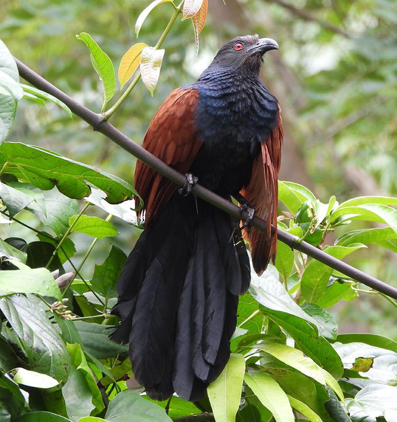 Sri Lankan Birding Odyssey