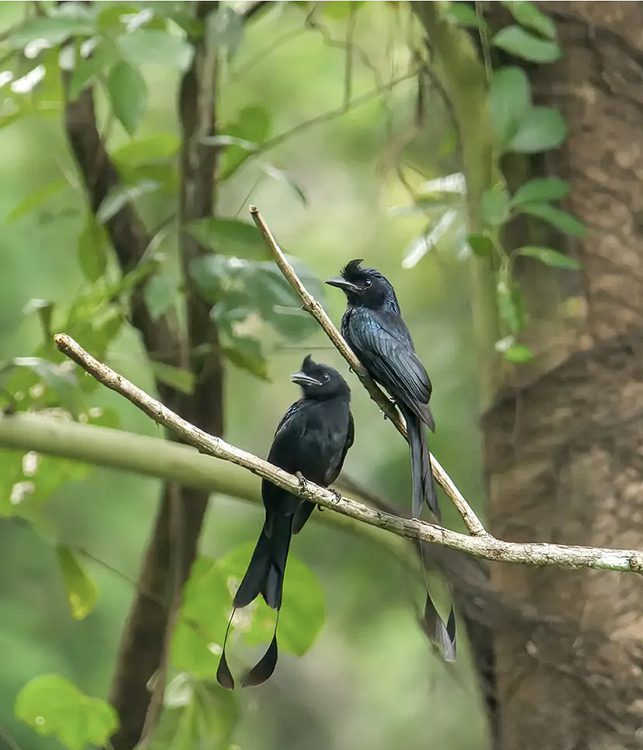 Sri Lankan Birding Odyssey