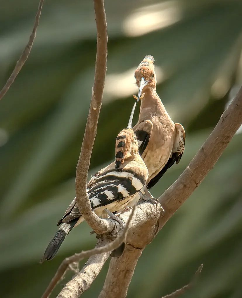 Sri Lankan Birding Odyssey