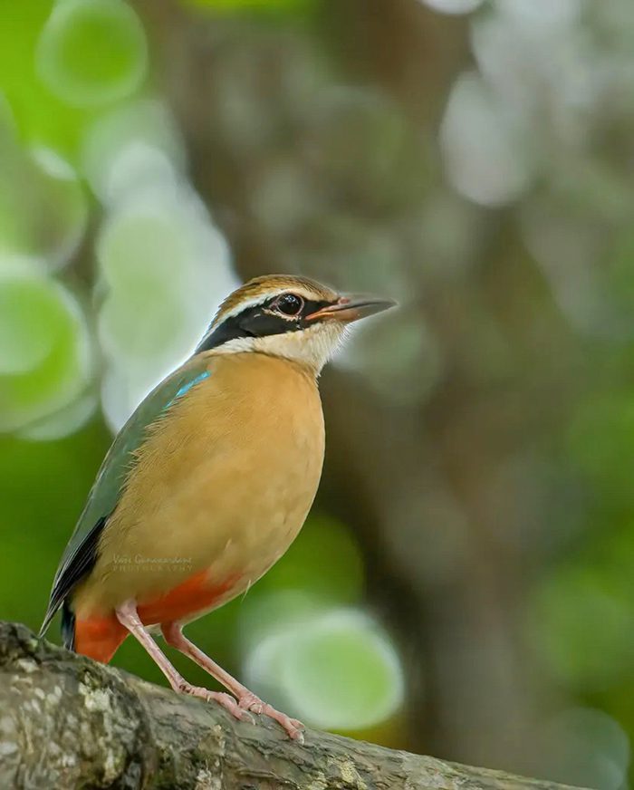 Sri Lankan Birding Odyssey