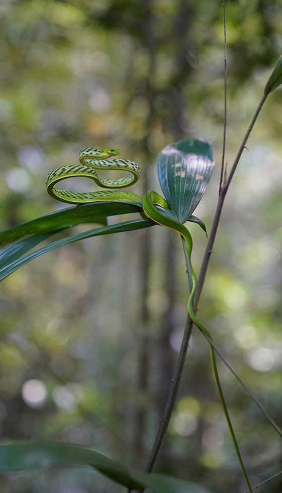 Sinharaja Rainforest Trekking Tour UNESCO World Heritage Site