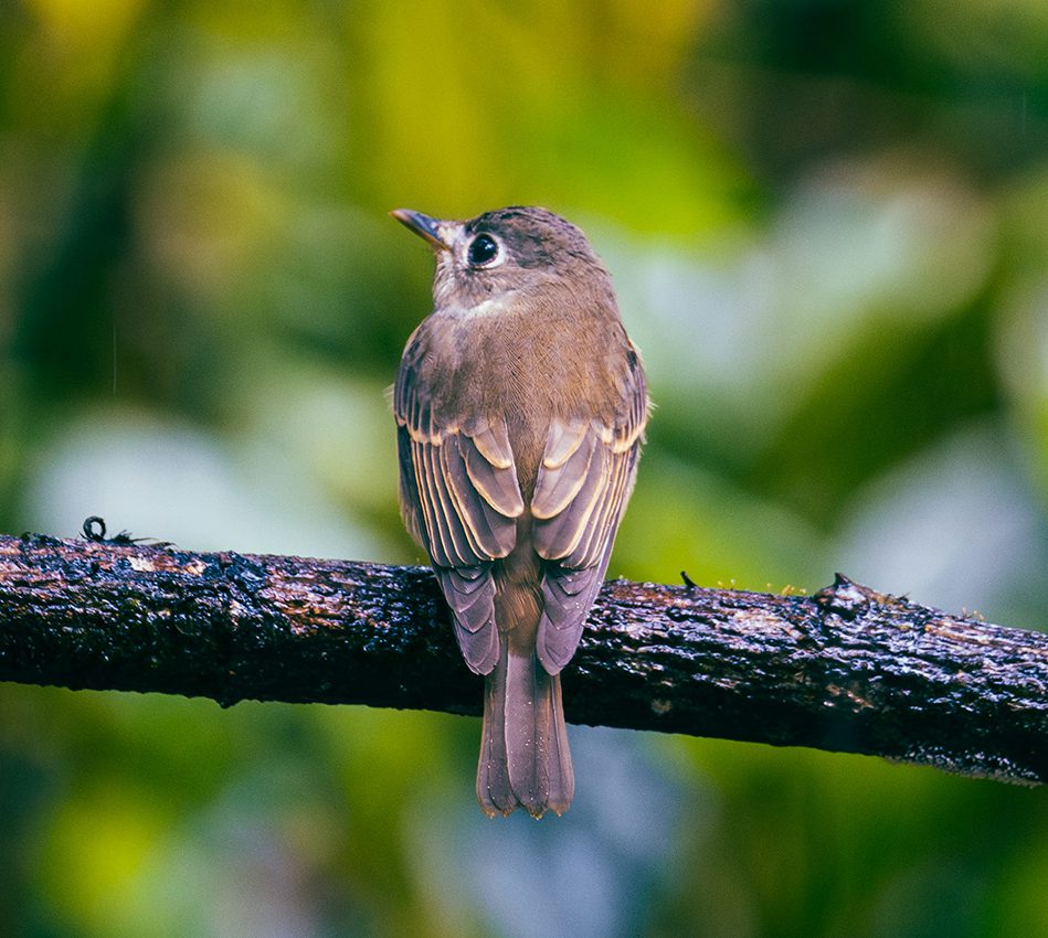 Sinharaja Rainforest Trekking Tour UNESCO World Heritage Site
