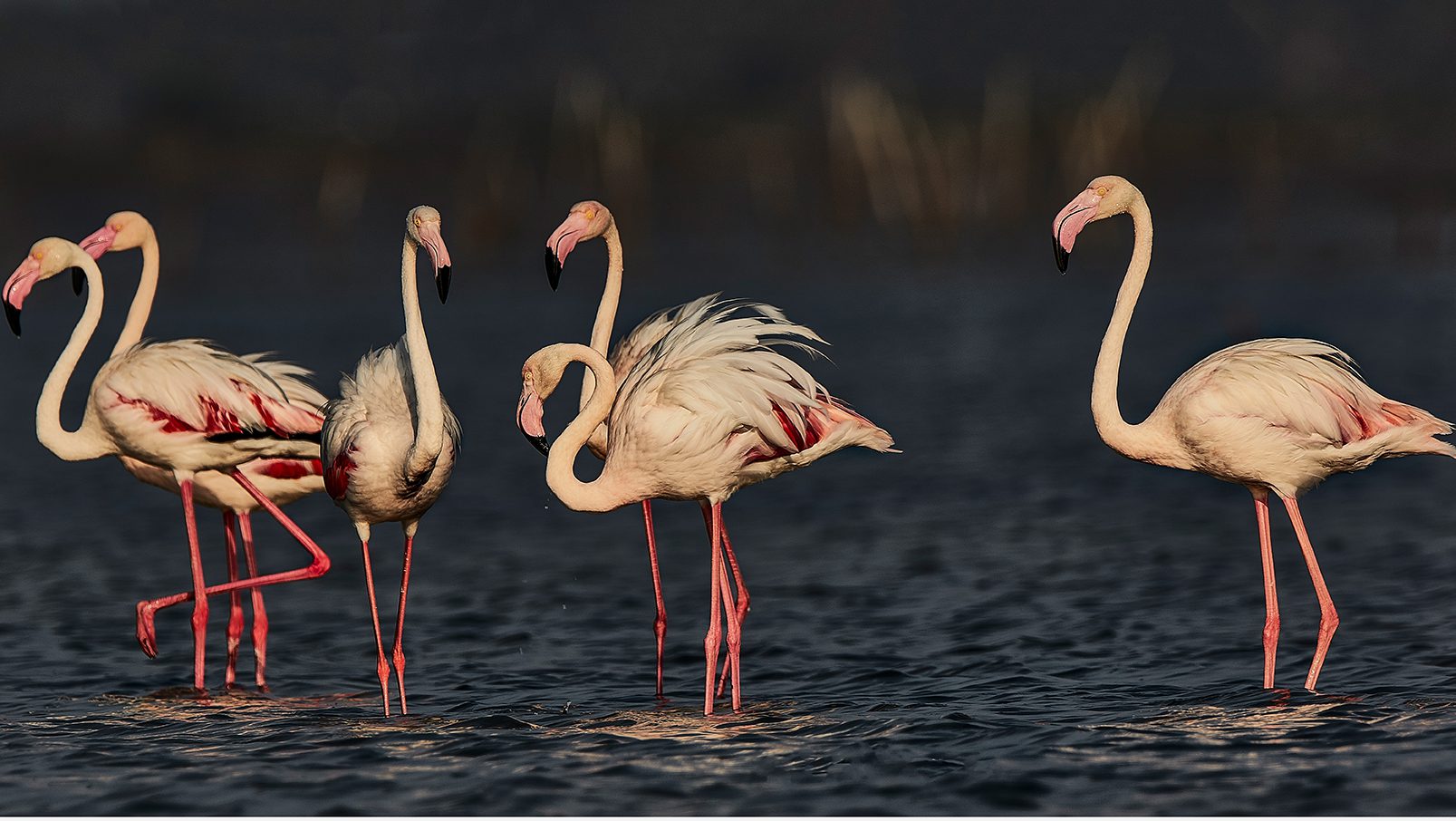 Bundala National Park Birdwatching Safari Highlights