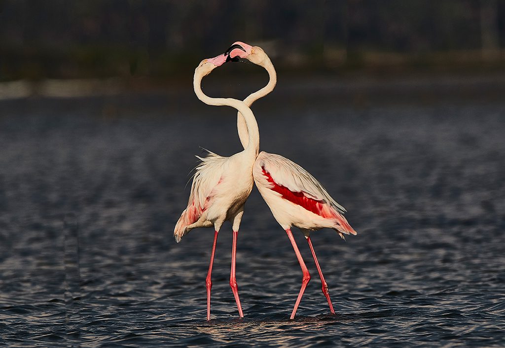 Bundala National Park Birdwatching Safari