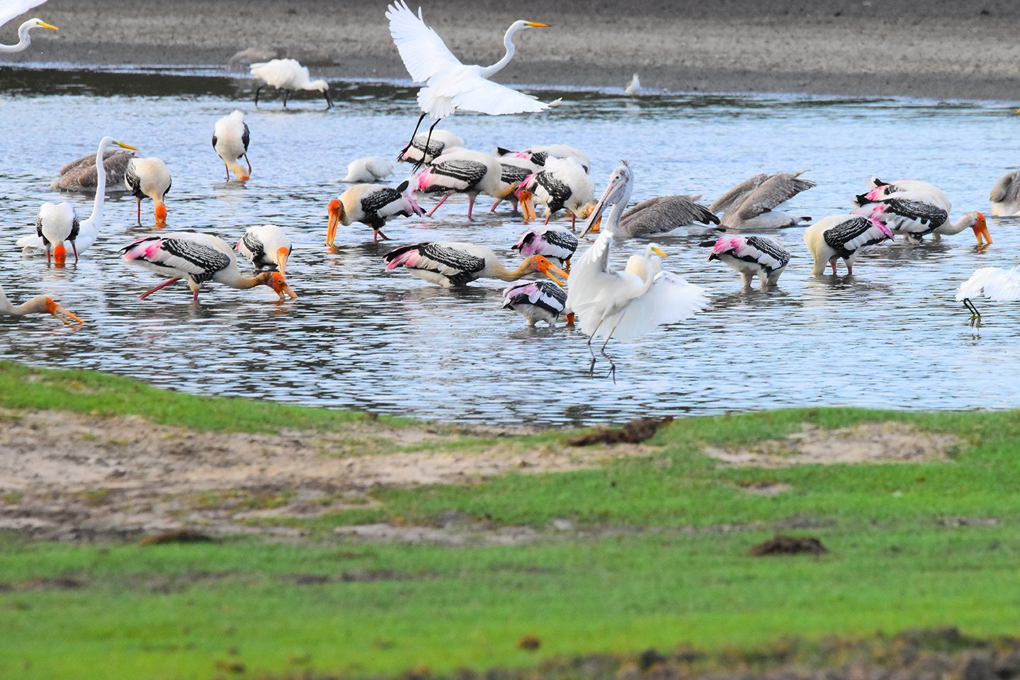 Bundala National Park Birdwatching Safari