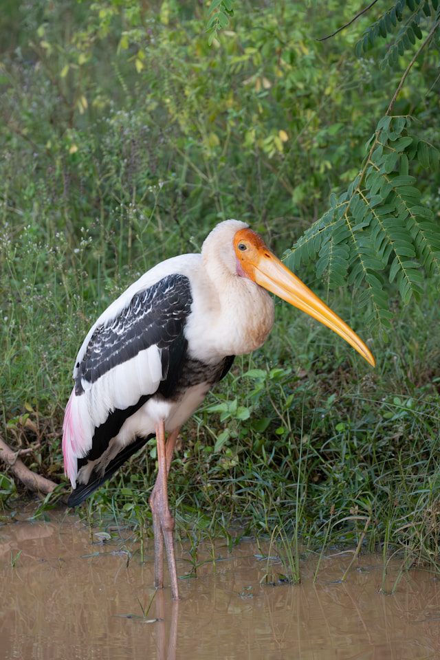 Bundala National Park Birdwatching Safari
