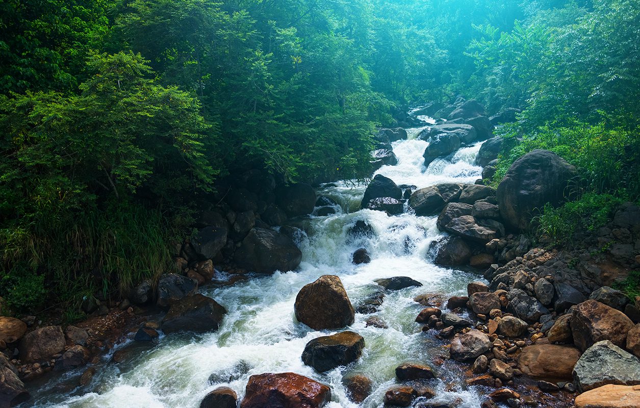 Sinharaja Rainforest Trekking Tour UNESCO World Heritage Site Highlights