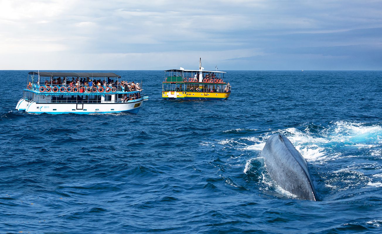 Whale Watching Expeditions