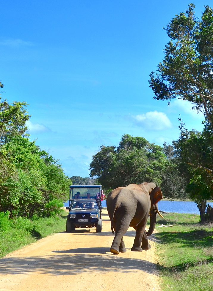 Wilpattu National Park Day Tour