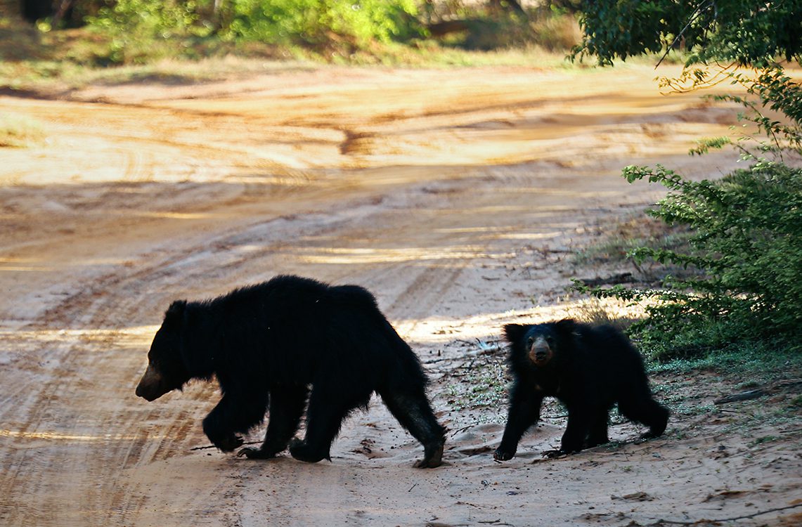 Wilpattu National Park Day Tour