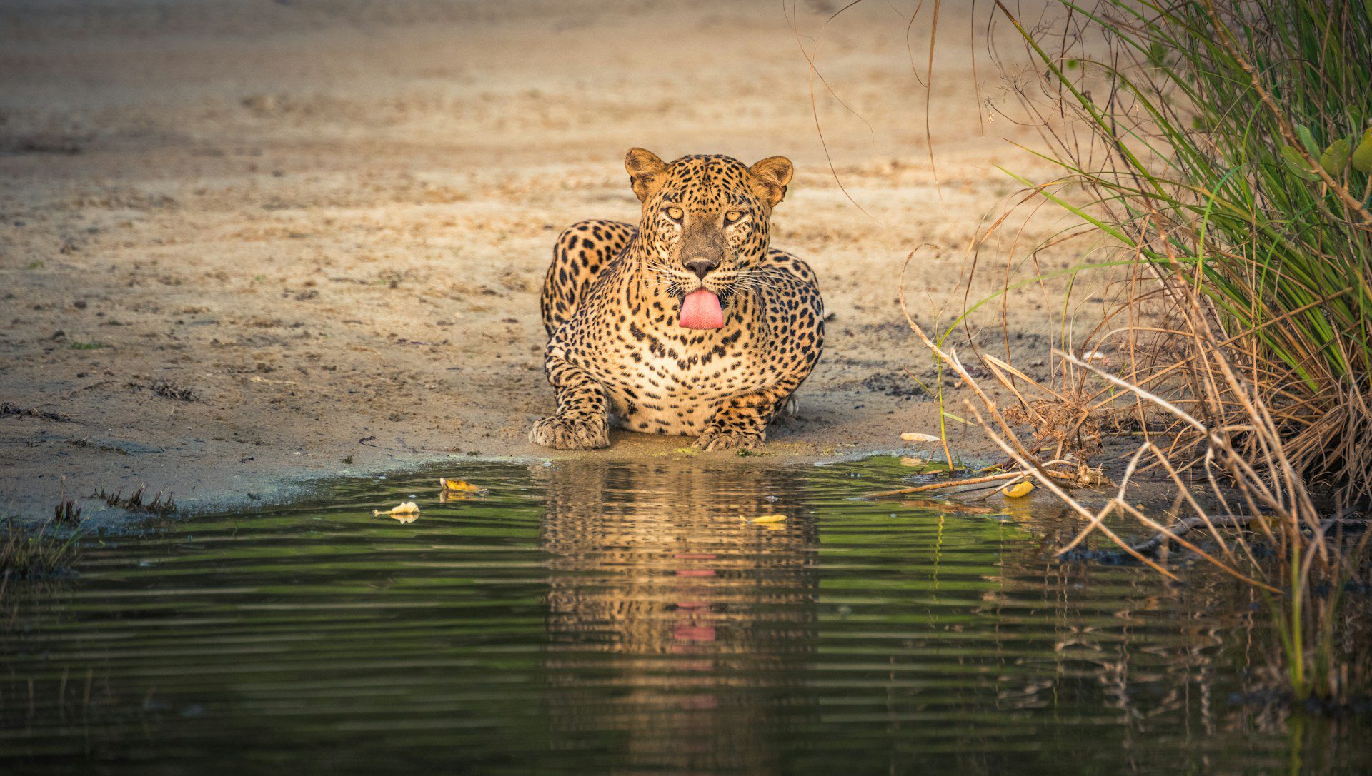 Wilpattu National Park Day Tour Highlights