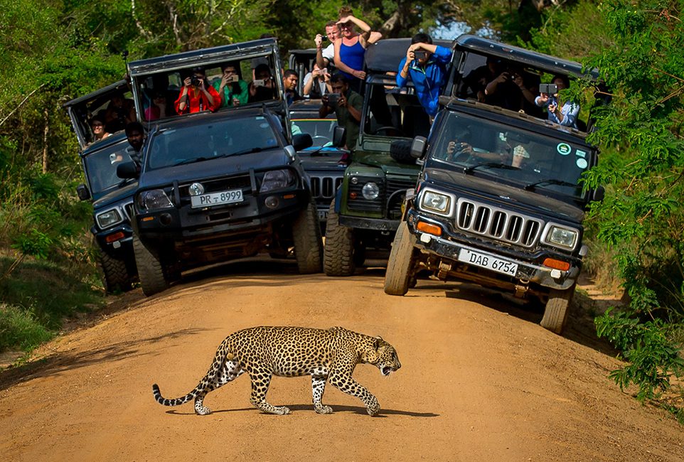 Yala National Park Day Tour