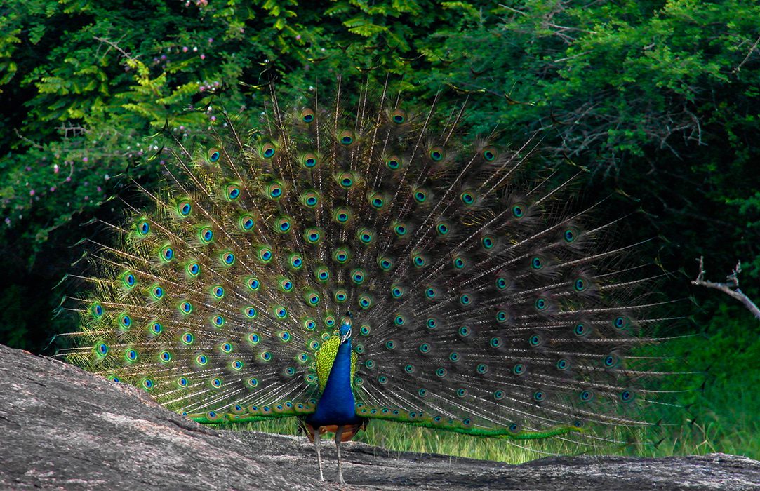 Yala National Park Day Tour