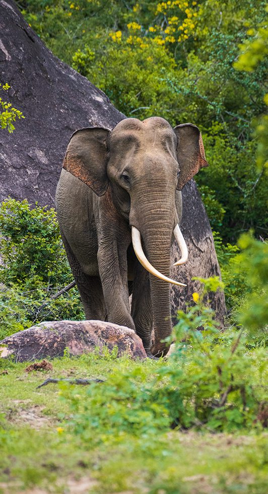 Yala National Park Day Tour