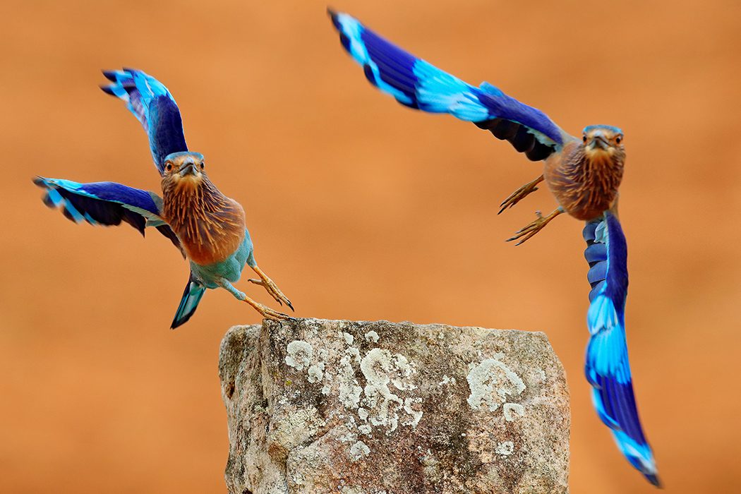 Yala National Park Day Tour Highlights