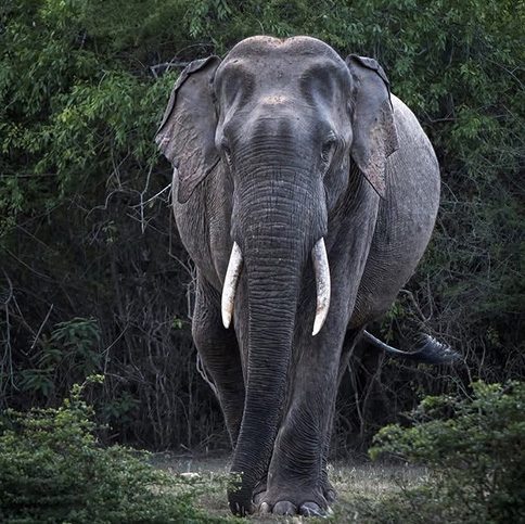 Sri Lanka’s Big Five with Kids